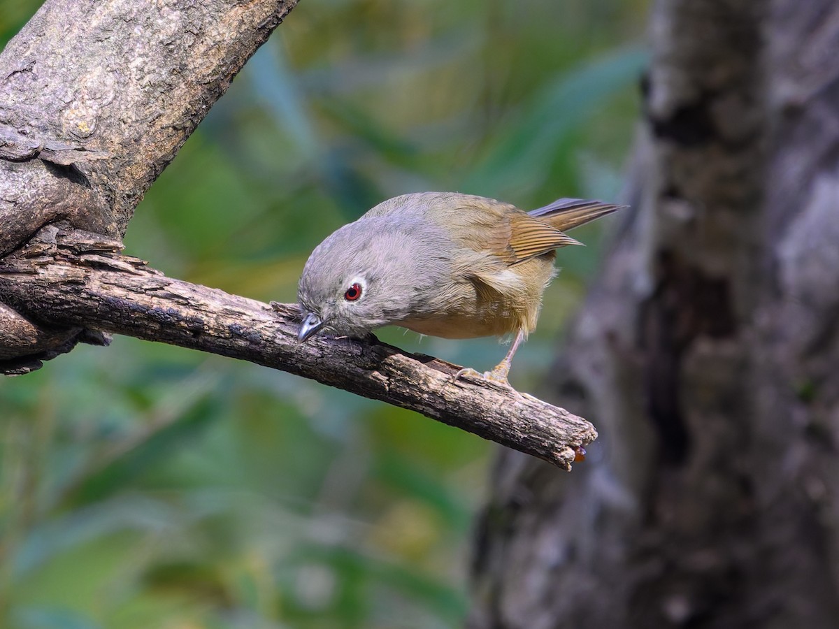 アヴィドチメドリ - ML644645200