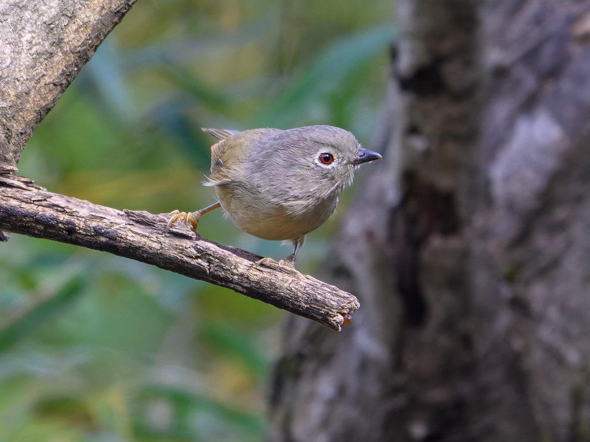 アヴィドチメドリ - ML644645201