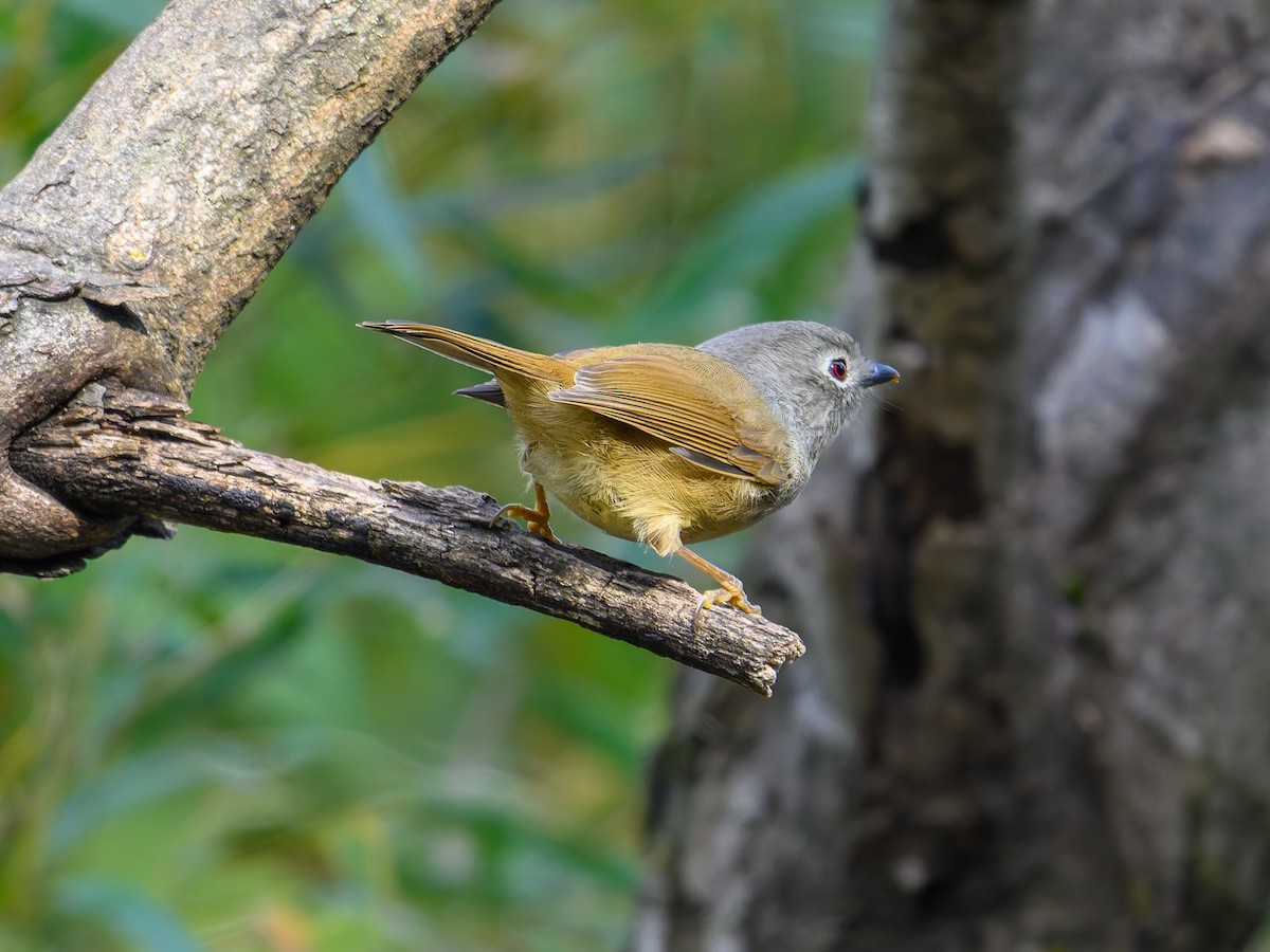 アヴィドチメドリ - ML644645202