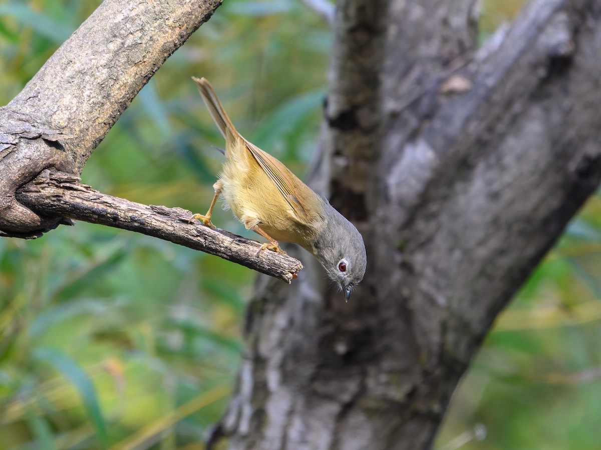 アヴィドチメドリ - ML644645203