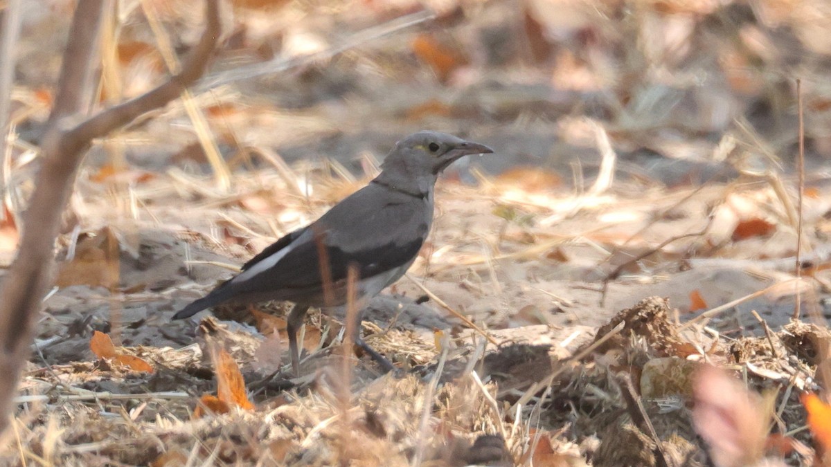 Wattled Starling - ML644645205