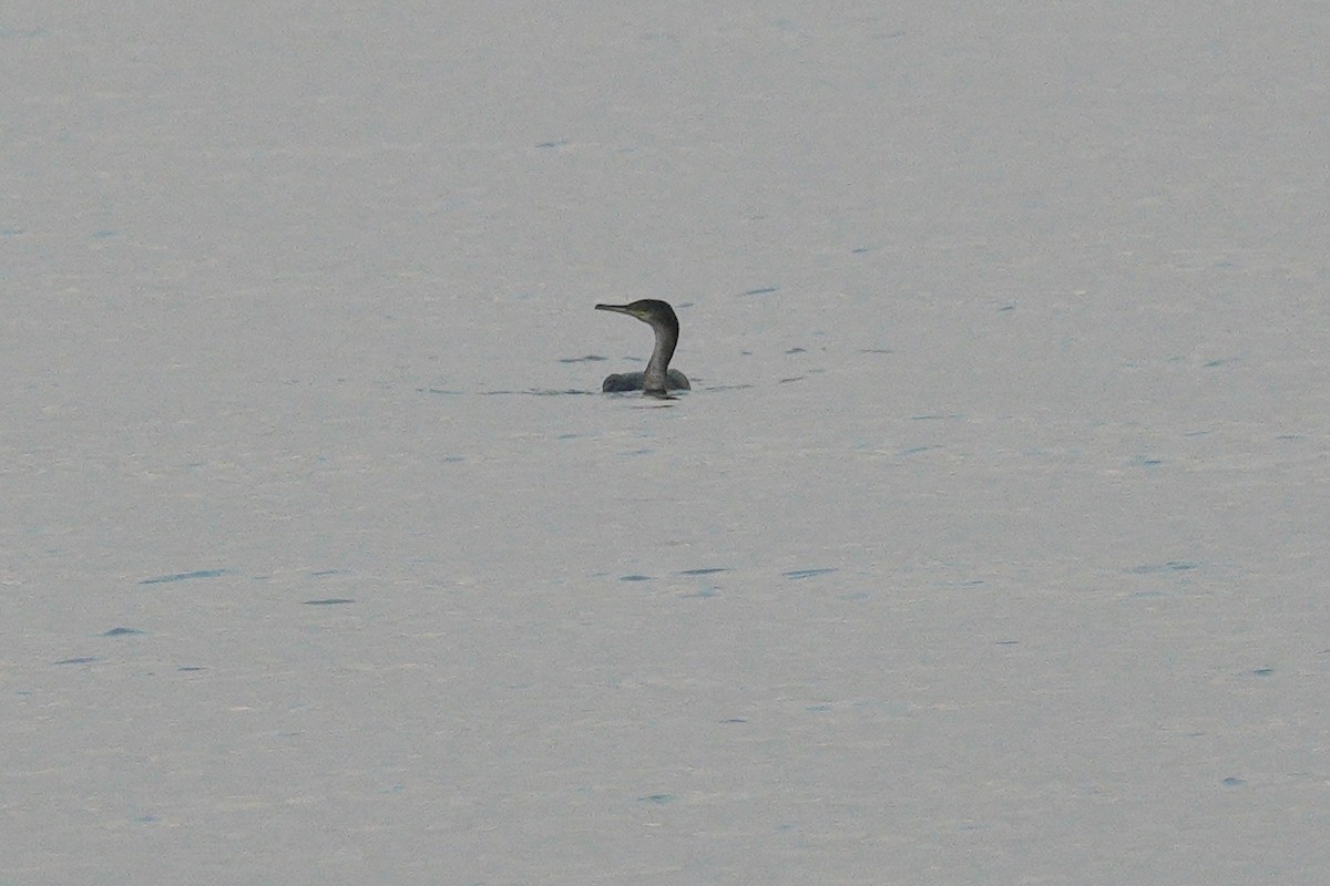 ヨーロッパヒメウ - ML644645215