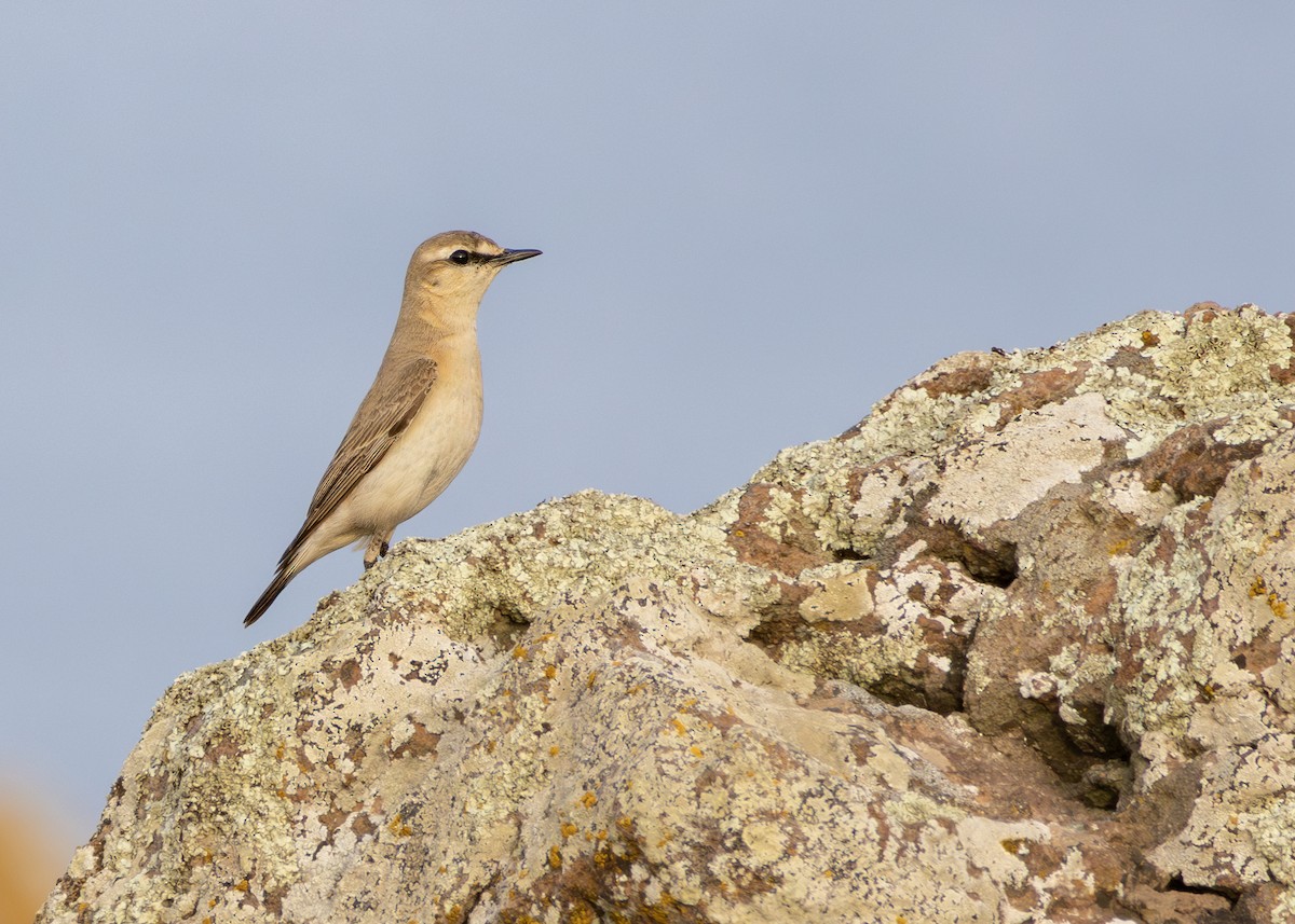 סלעית ערבות - ML644645219