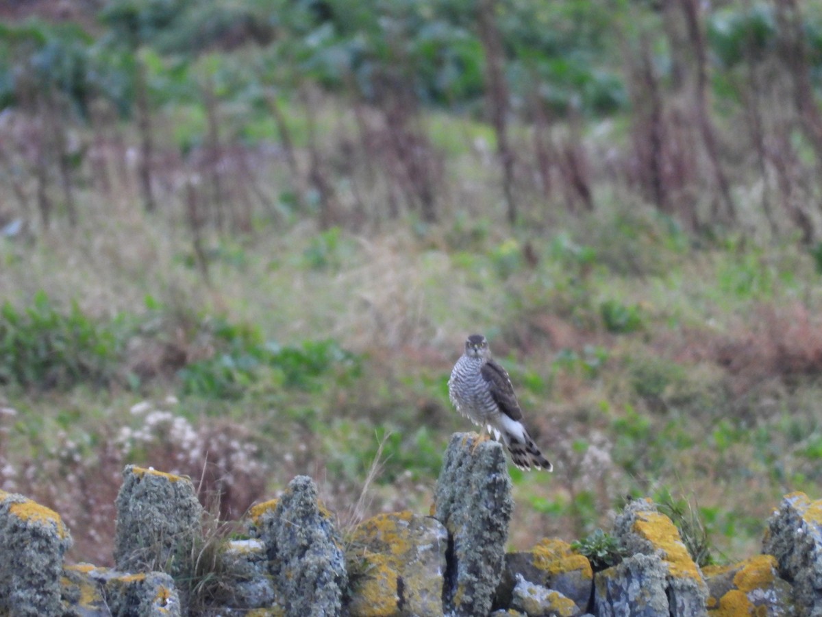 Épervier d'Europe - ML644645220