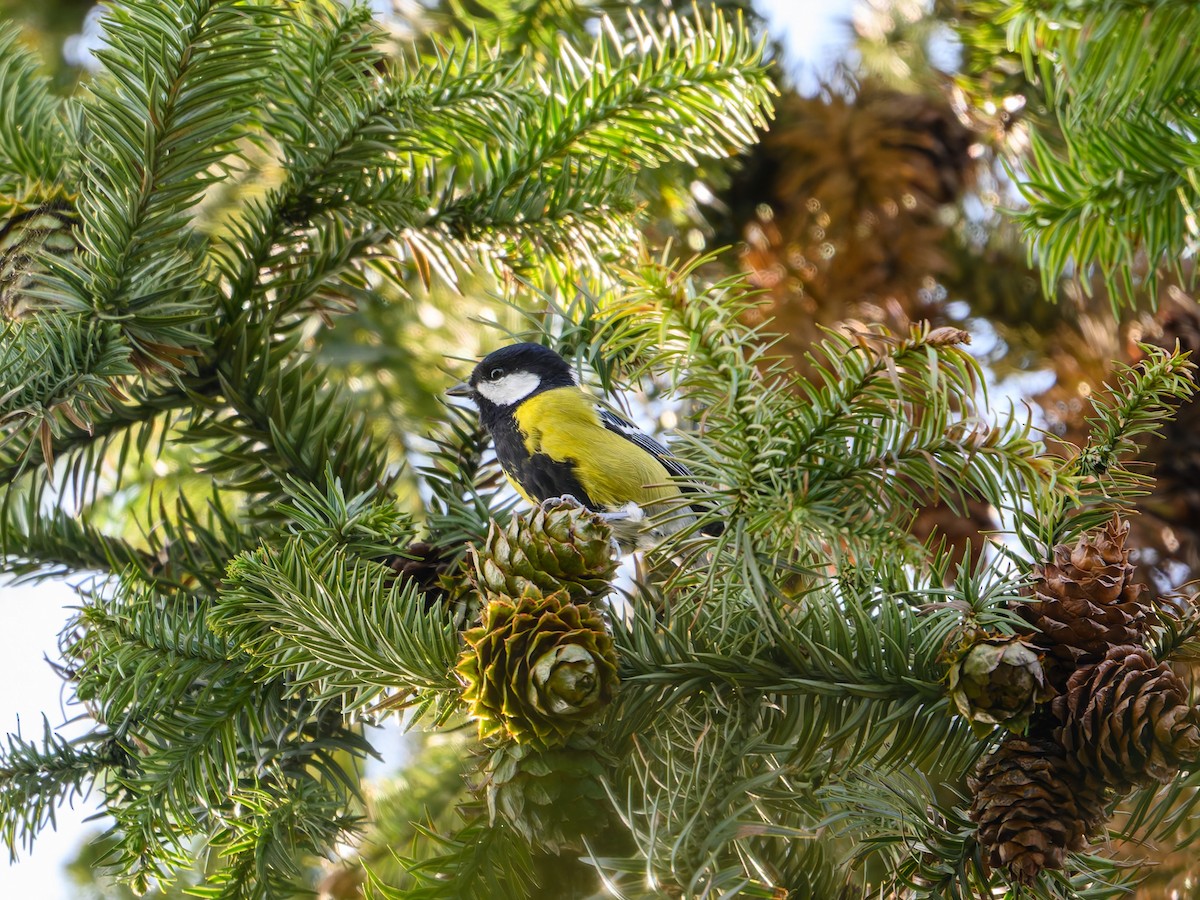 Carbonero Dorsiverde - ML644645230