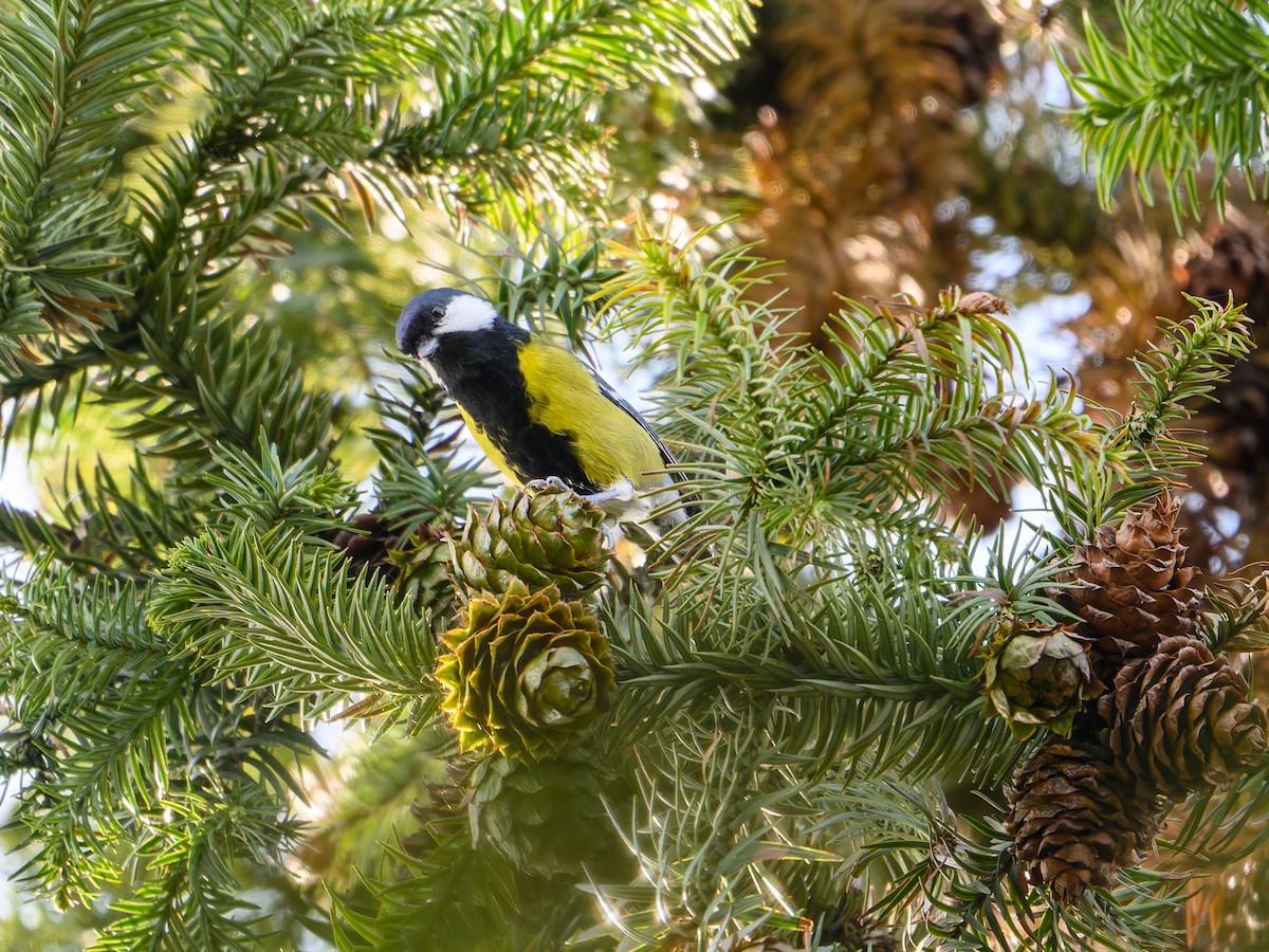 Carbonero Dorsiverde - ML644645231