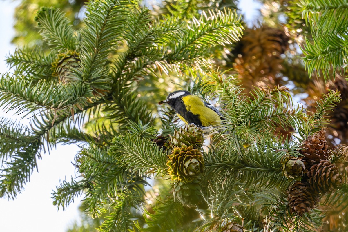 Carbonero Dorsiverde - ML644645232