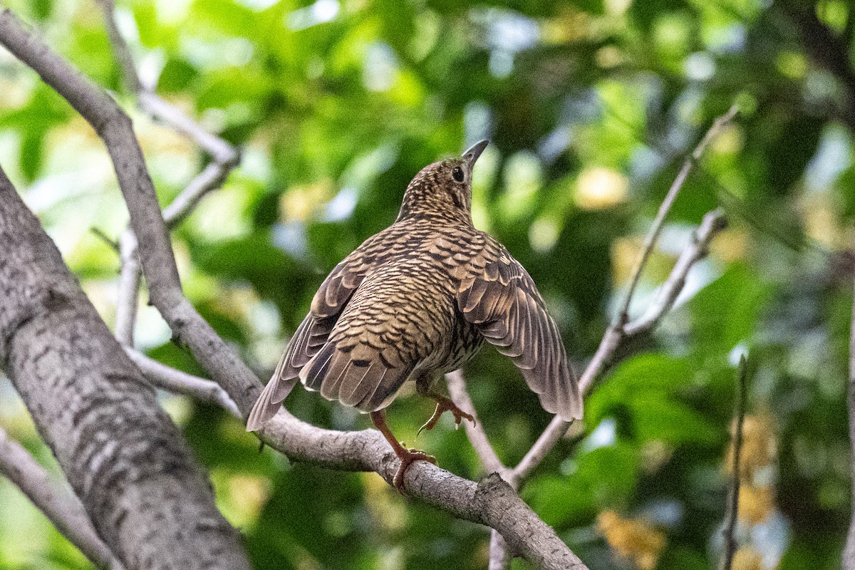 Квічаль тайговий - ML644645235