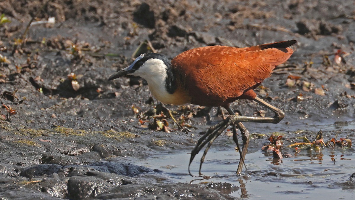 African Jacana - ML644645236