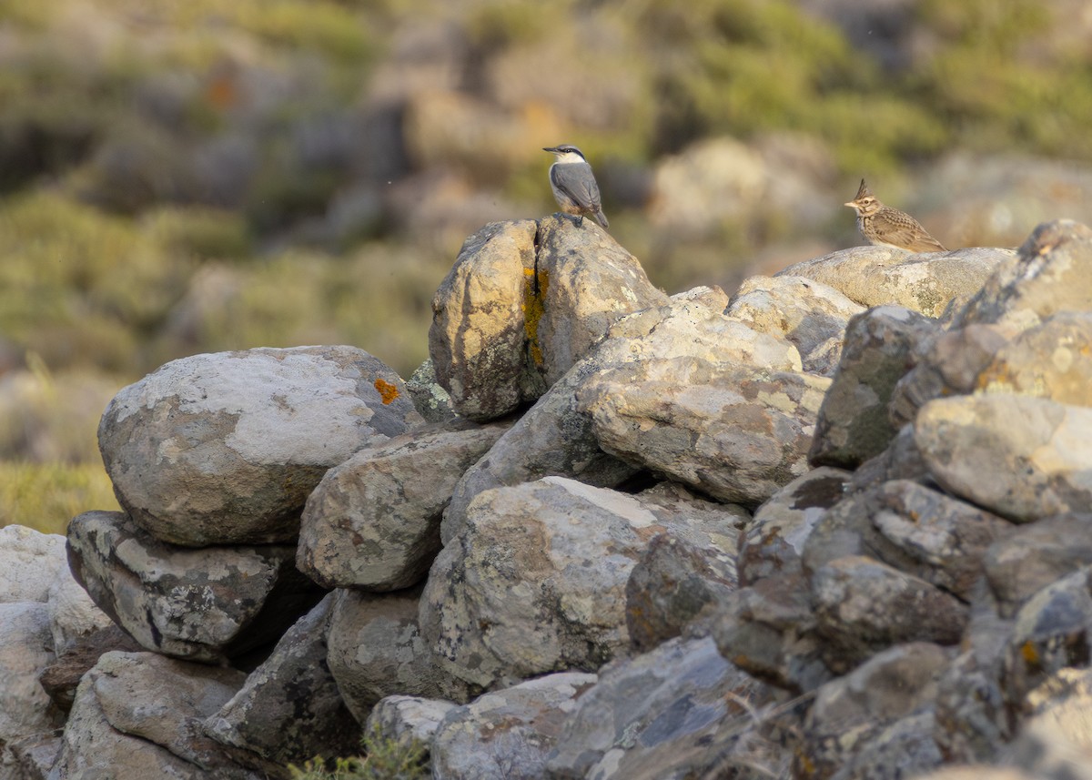 סיטת צוקים - ML644645237