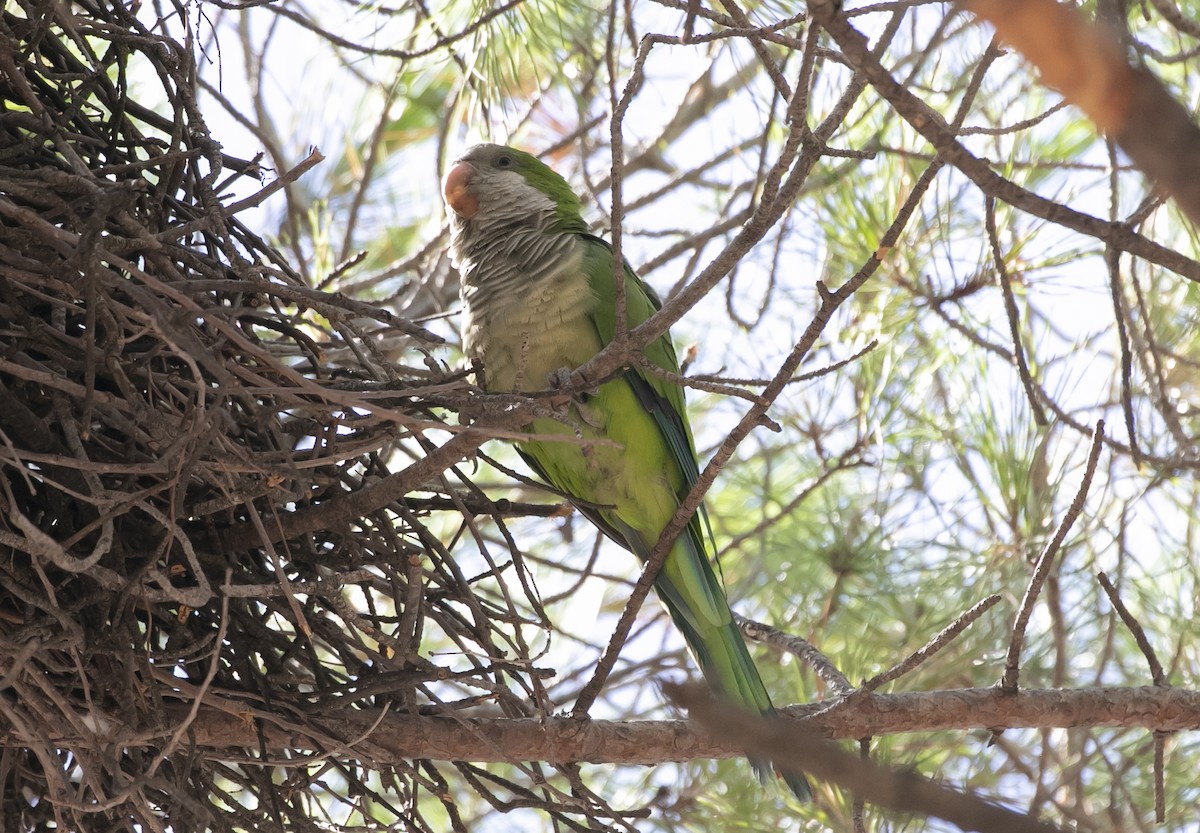 Mönchssittich - ML644645239