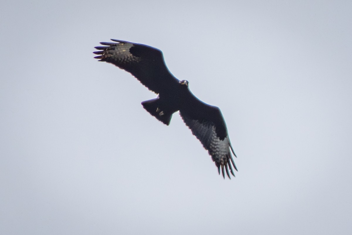 eBird Checklist - 11 Oct 2025 - Rooi-Els - 17 species