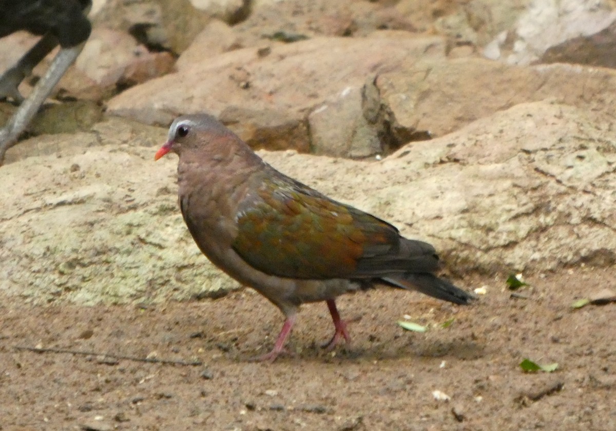 Asian Emerald Dove - ML644645247