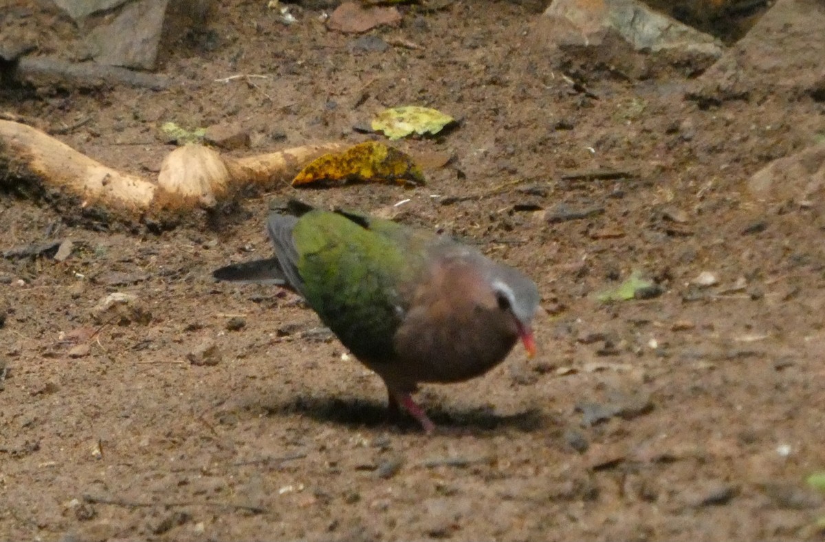 Asian Emerald Dove - ML644645248