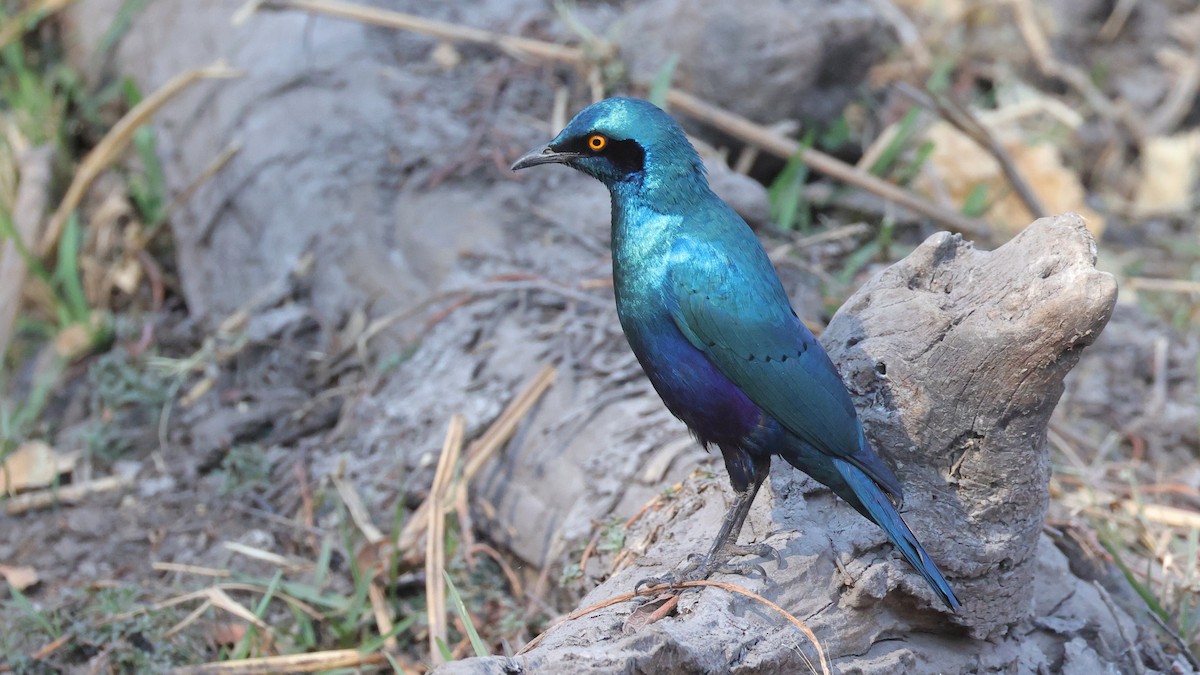 Greater Blue-eared Starling - ML644645249
