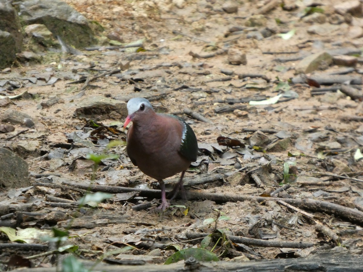 Asian Emerald Dove - ML644645250