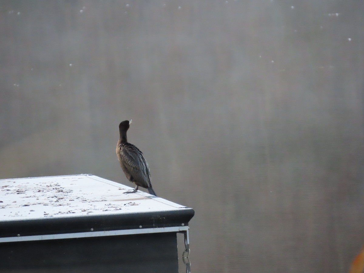 totoppskarv - ML644645254