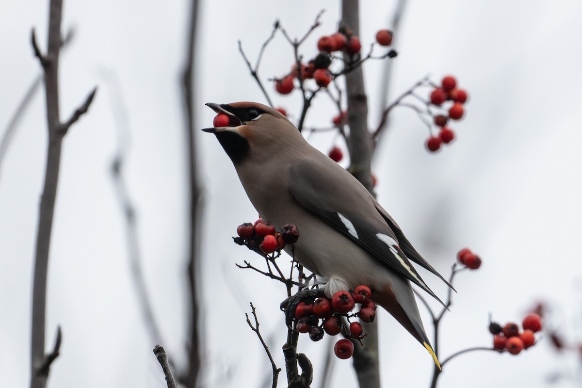 キレンジャク - ML644645255