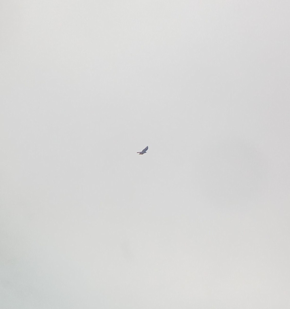 Épervier d'Europe - ML644645256