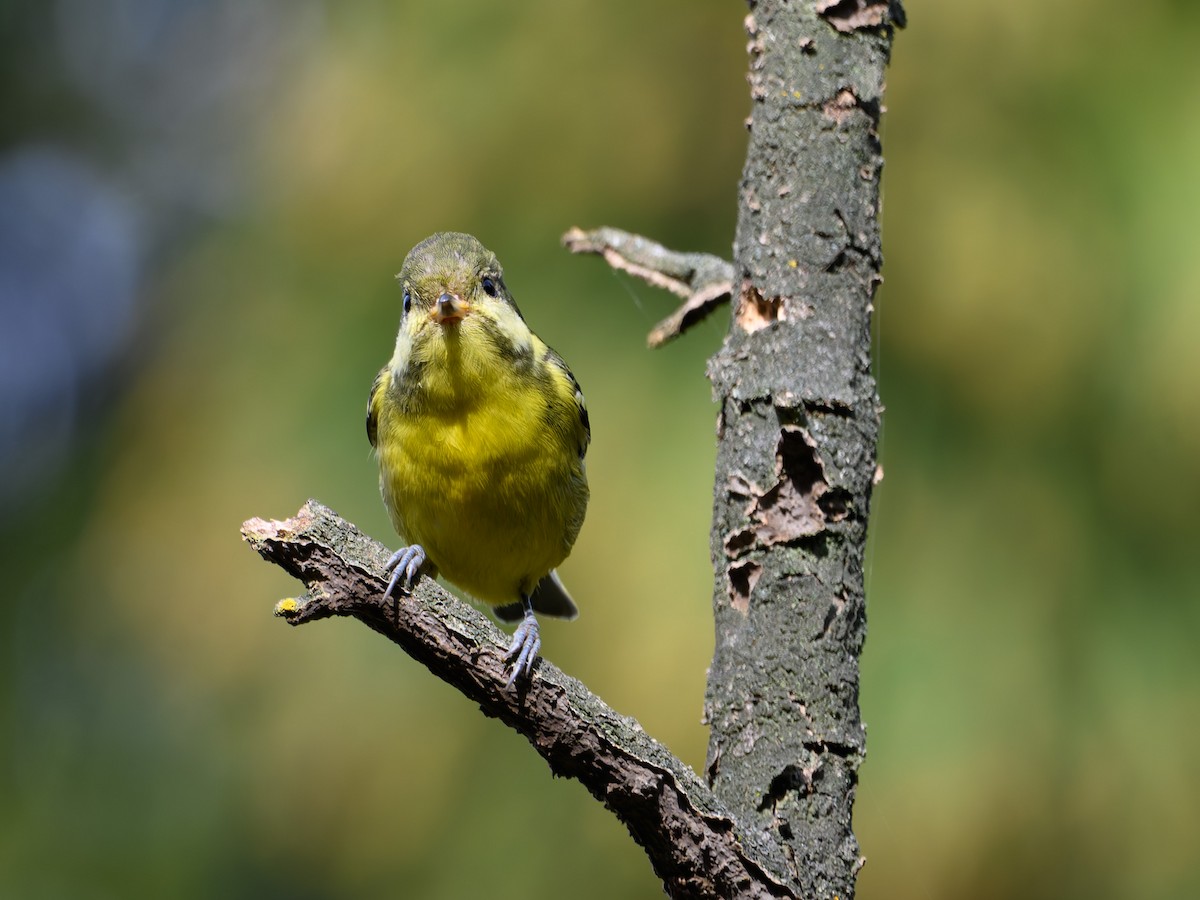 Yellow-bellied Tit - ML644645260