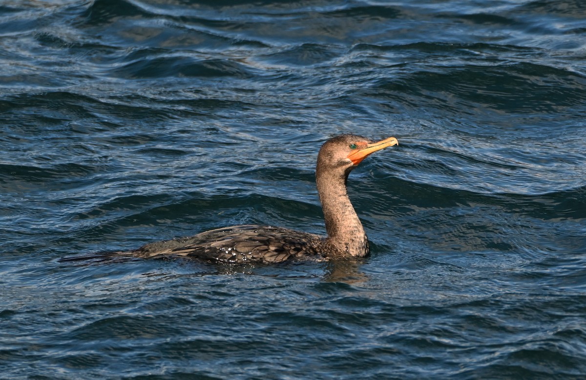 totoppskarv - ML644645273