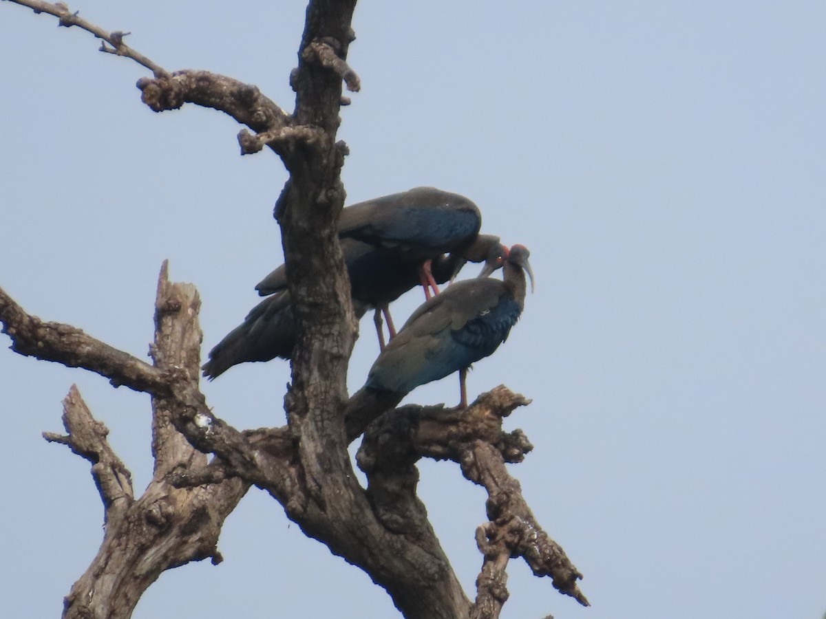 Red-naped Ibis - ML644645274