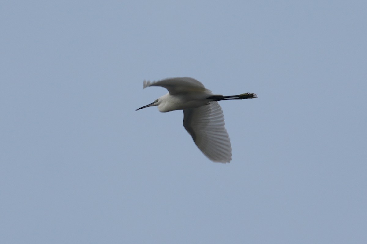 Little Egret - ML644645275