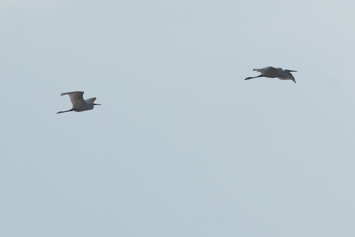 Little Egret - ML644645276