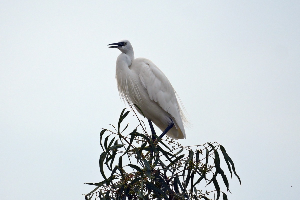 Little Egret - ML644645277