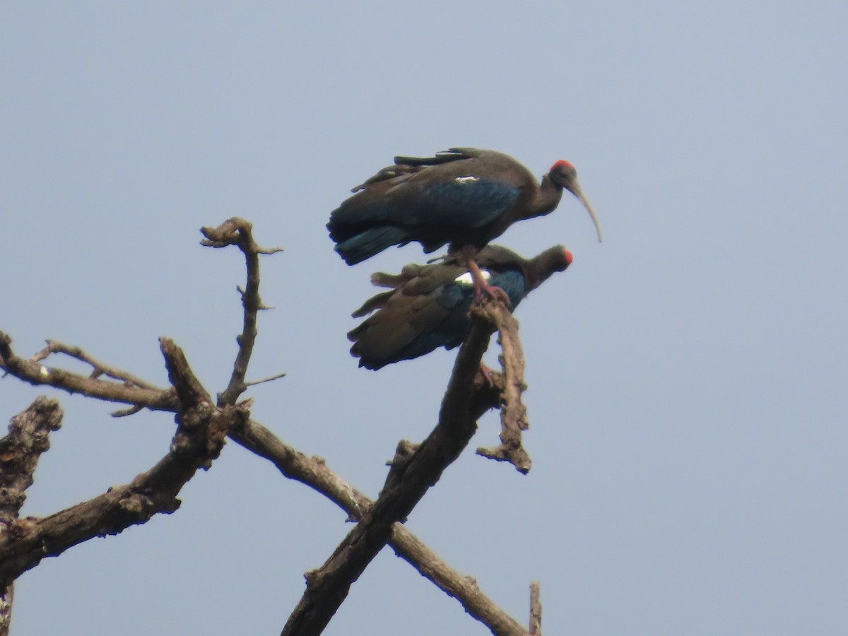 Red-naped Ibis - ML644645278