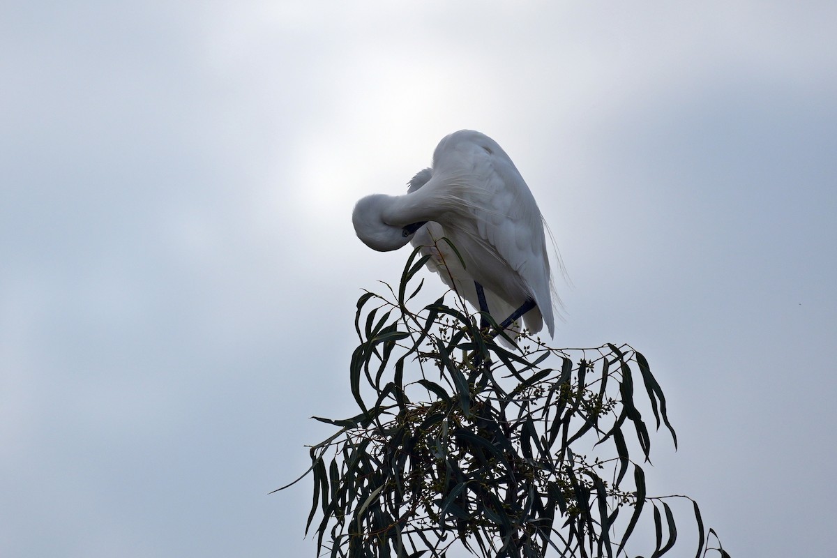 Little Egret - ML644645279