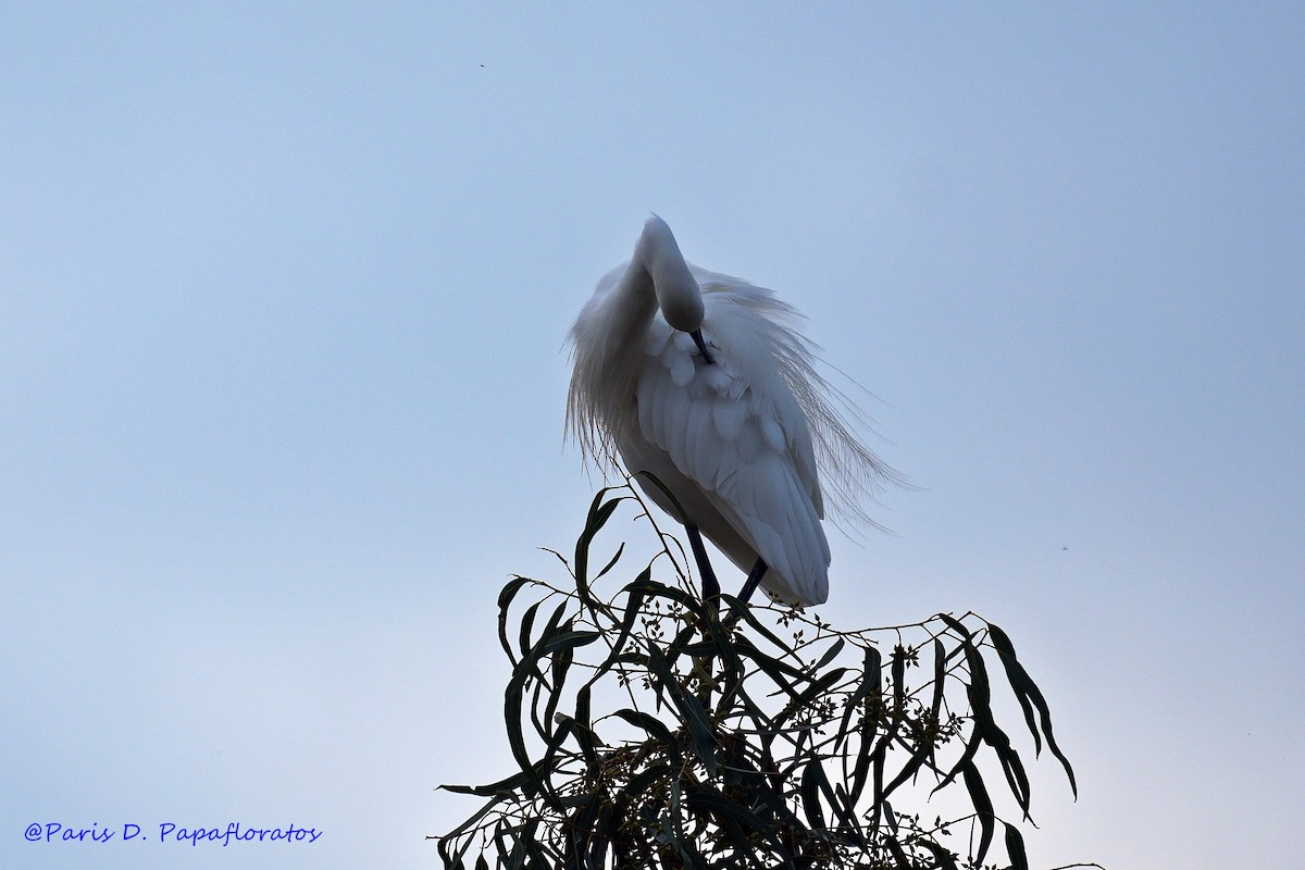Little Egret - ML644645280