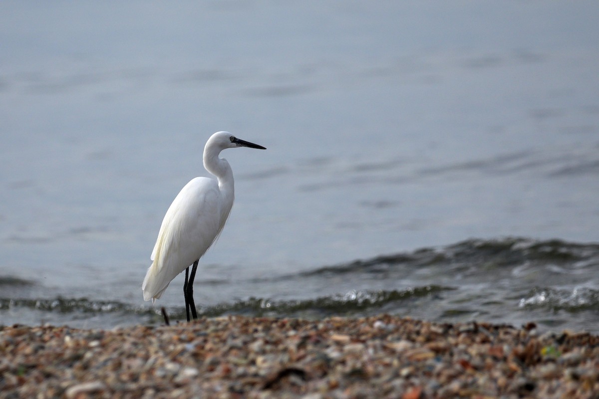 Little Egret - ML644645281