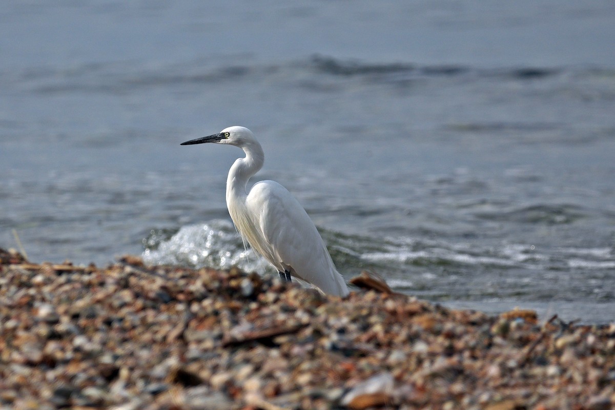 Little Egret - ML644645282