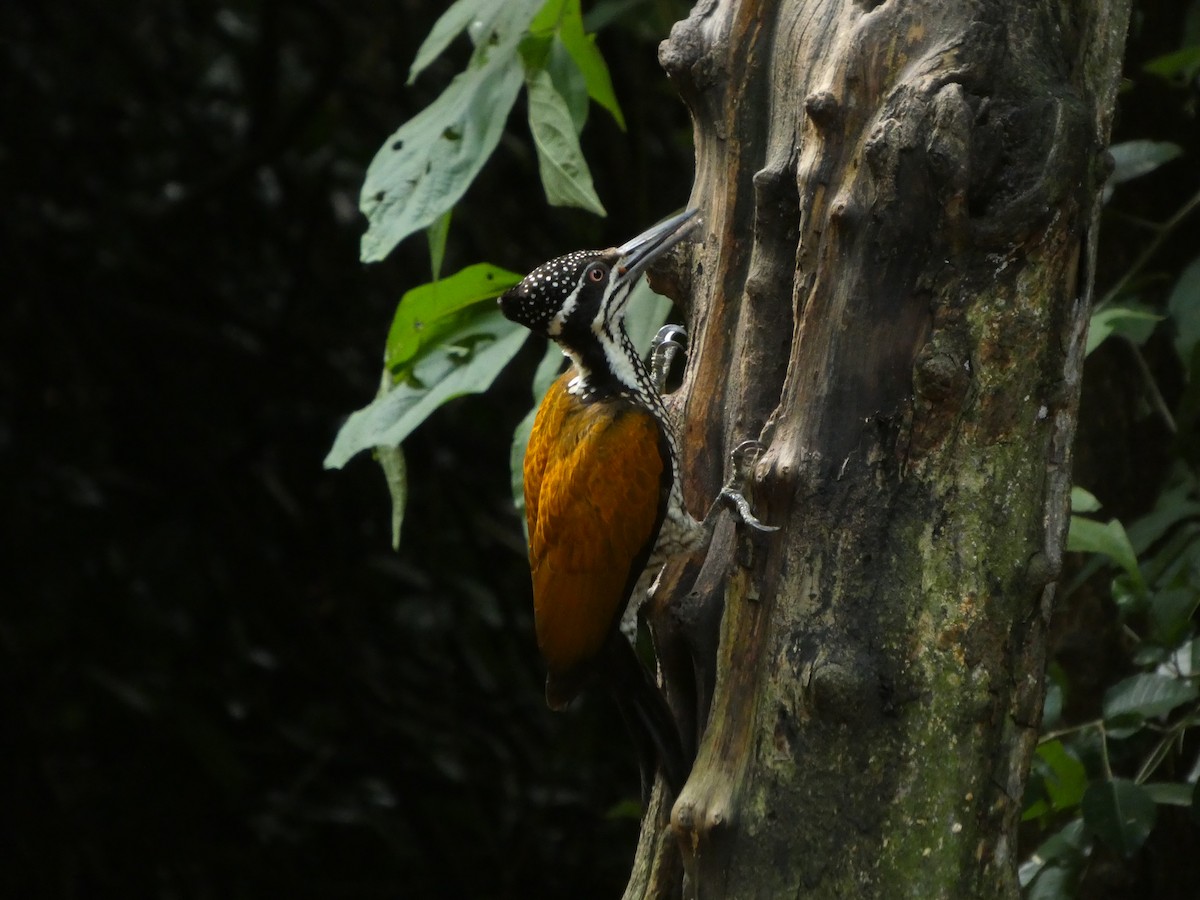 Greater Flameback - ML644645283