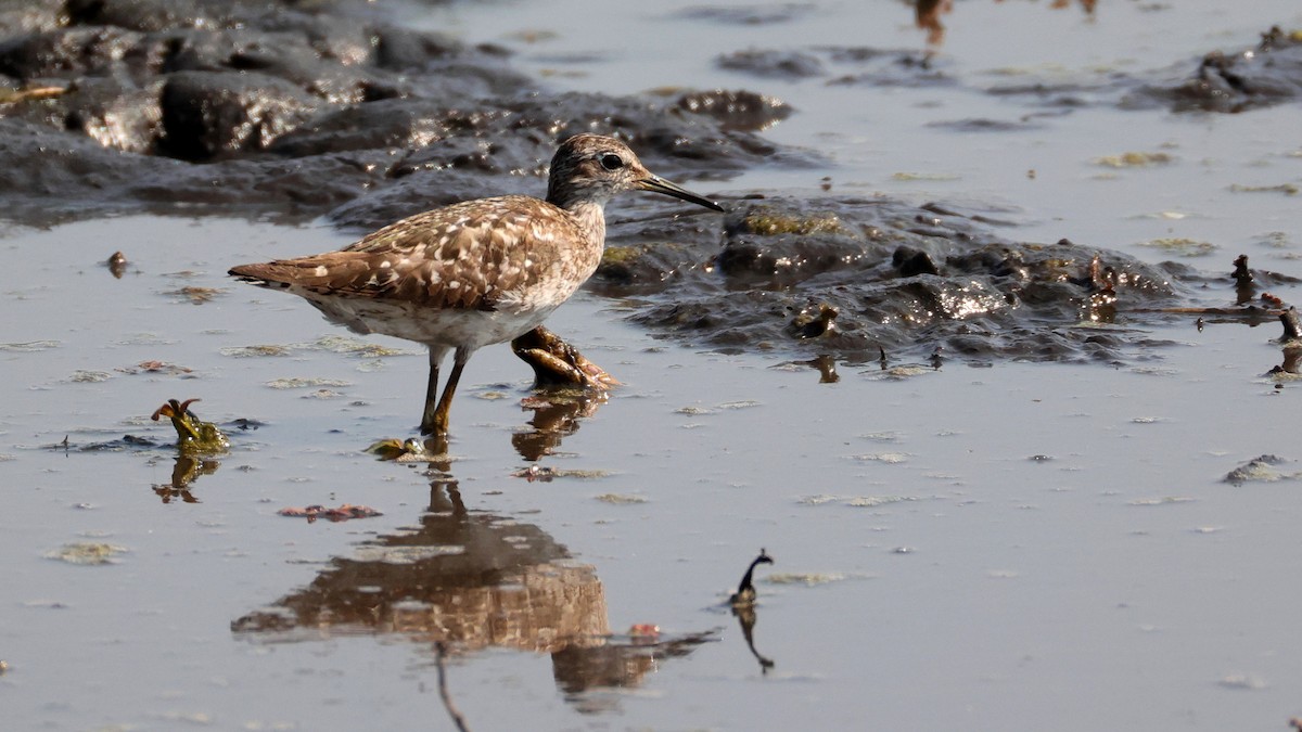 Wood Sandpiper - ML644645284