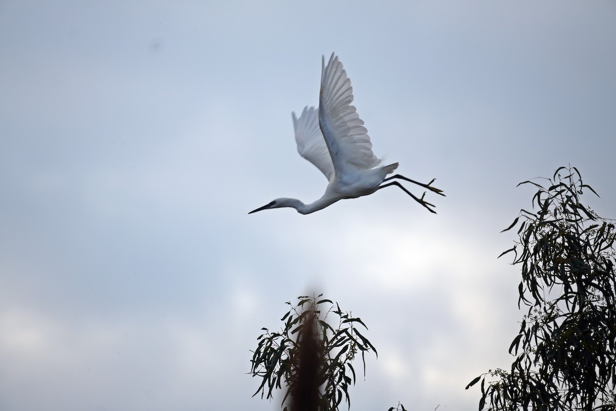 Little Egret - ML644645285