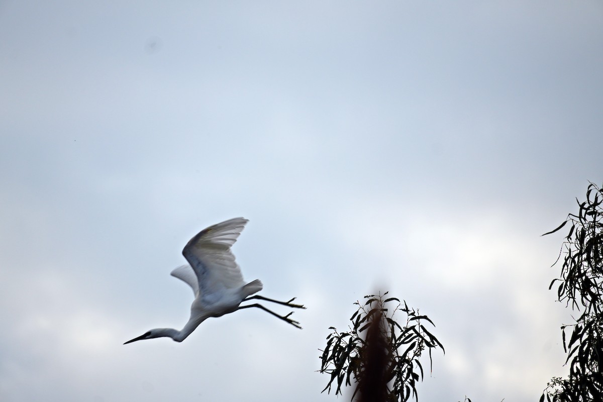 Little Egret - ML644645286