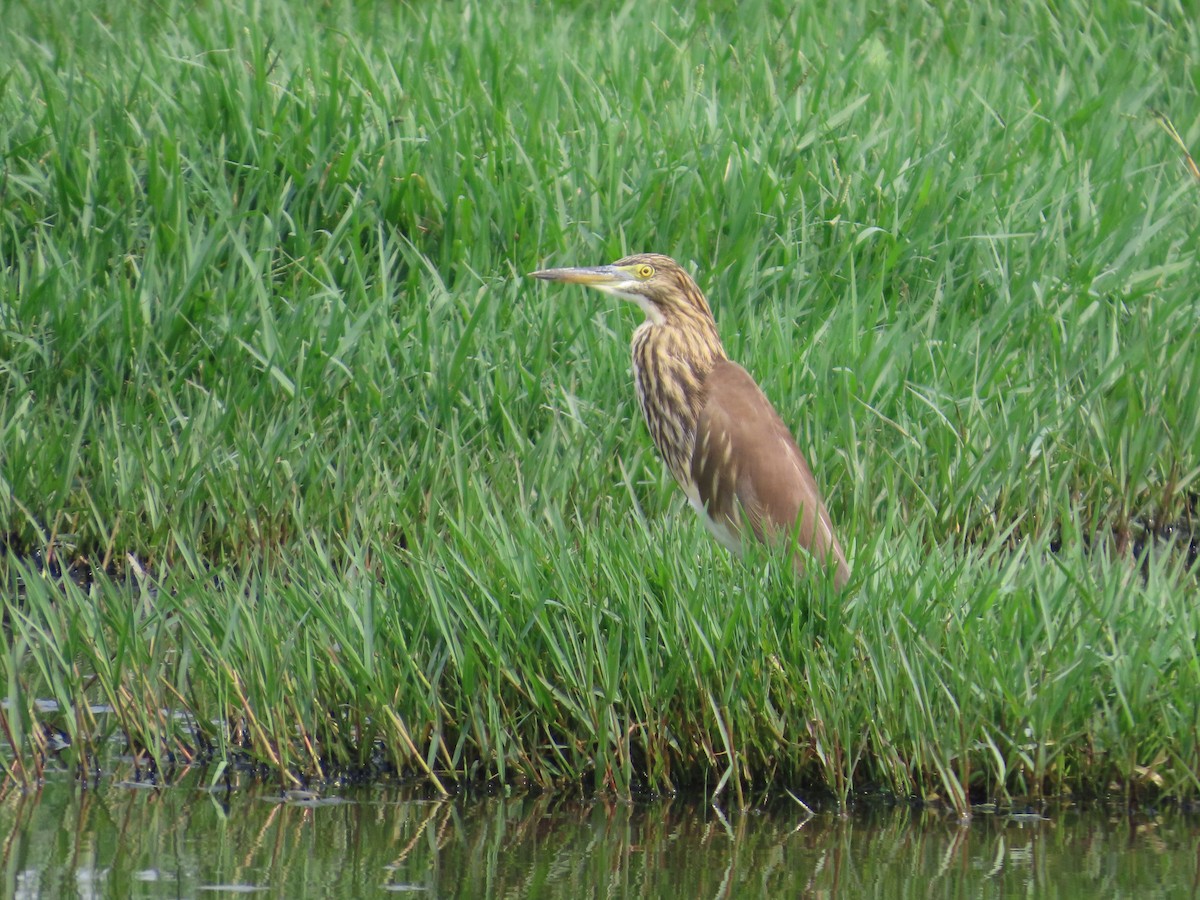 Indian Pond-Heron - ML644645287