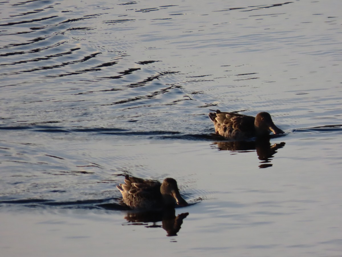 Northern Shoveler - ML644645288