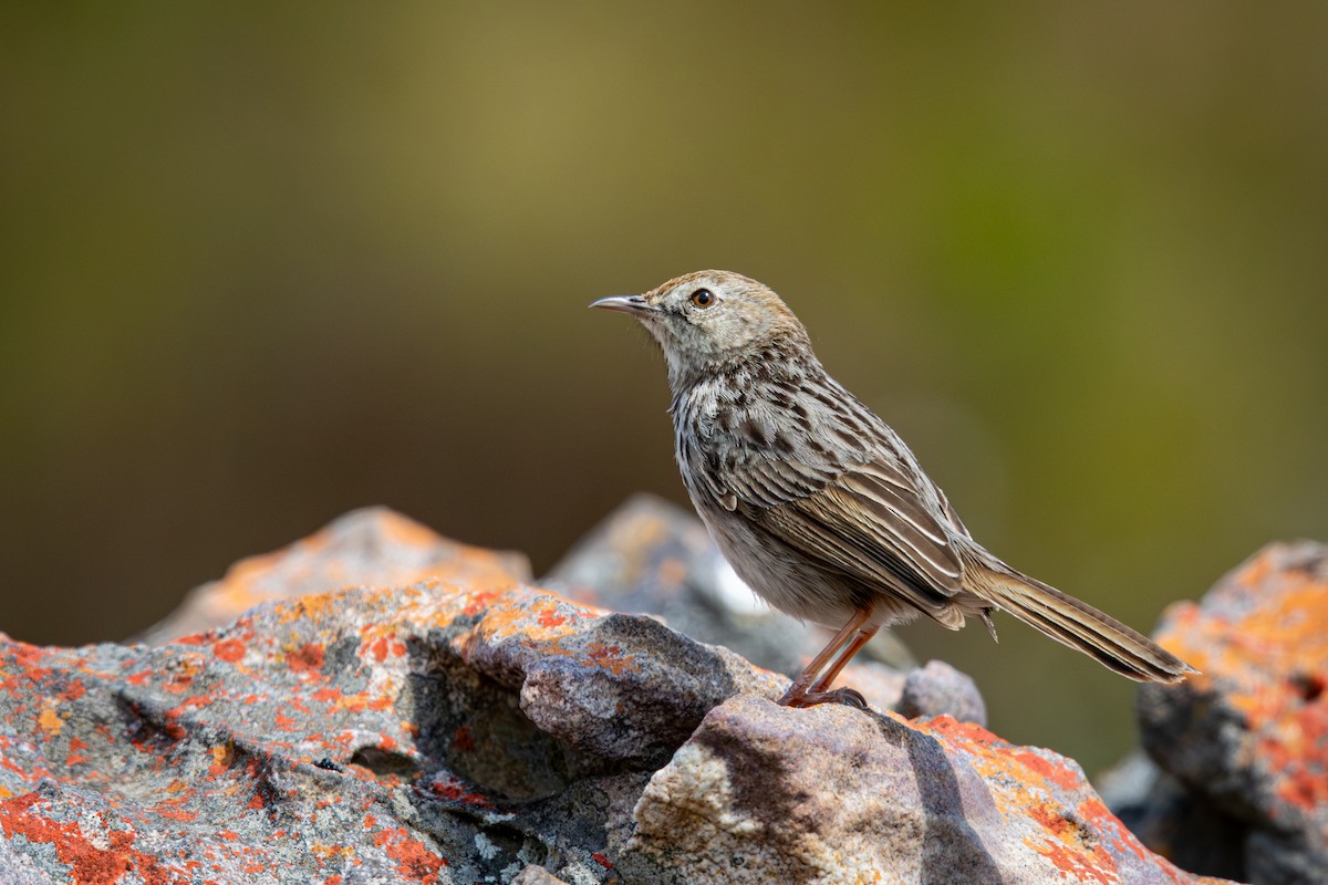 Gray-backed Cisticola - ML644645290
