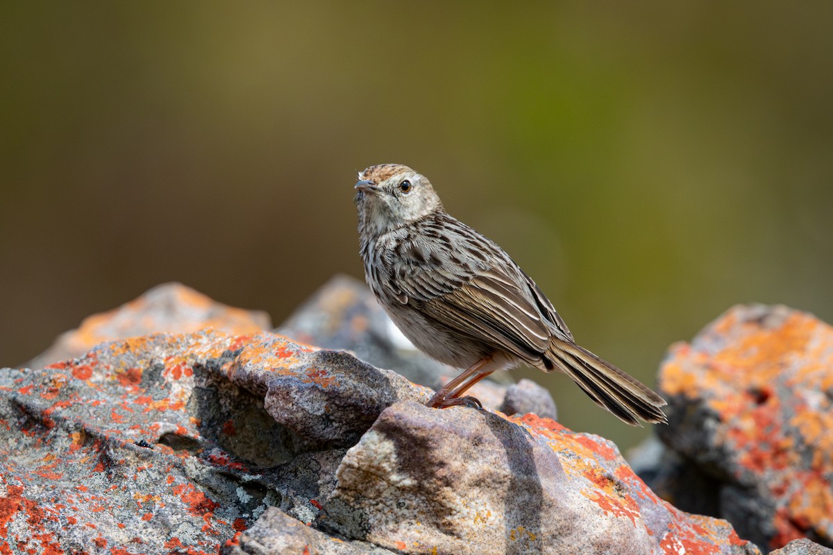 Gray-backed Cisticola - ML644645291