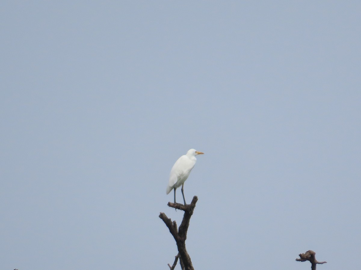 Eastern Cattle-Egret - ML644645292