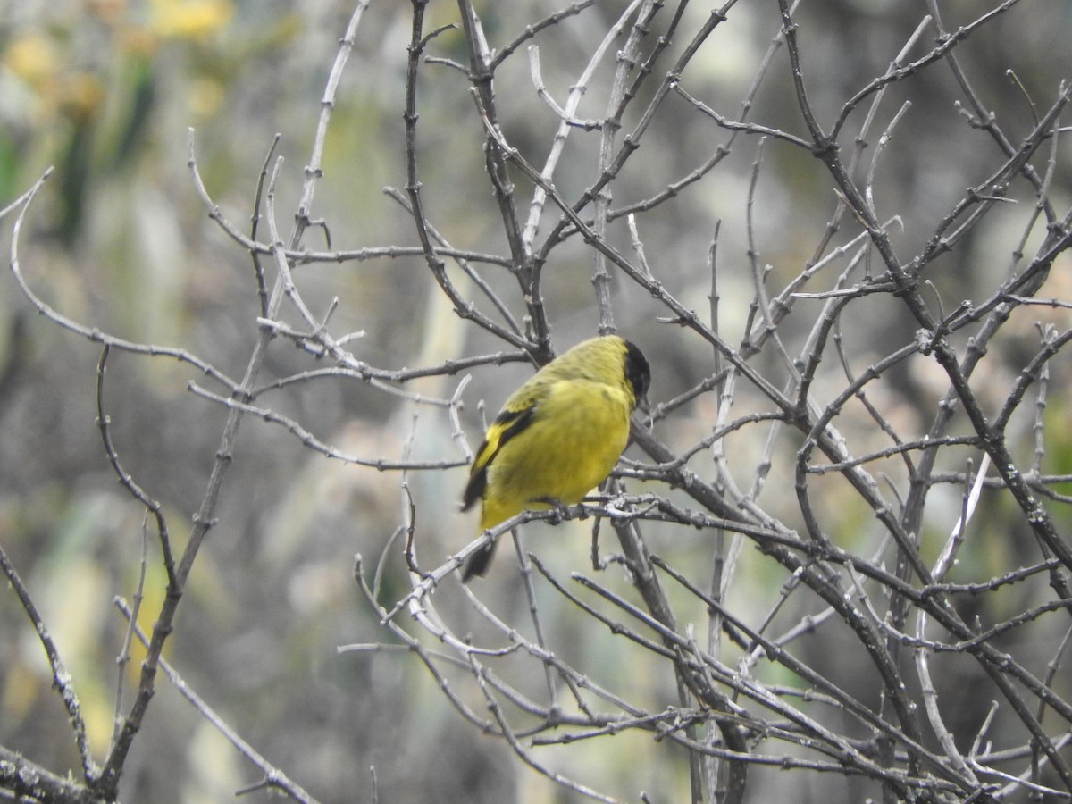 Thick-billed Siskin - ML644645294