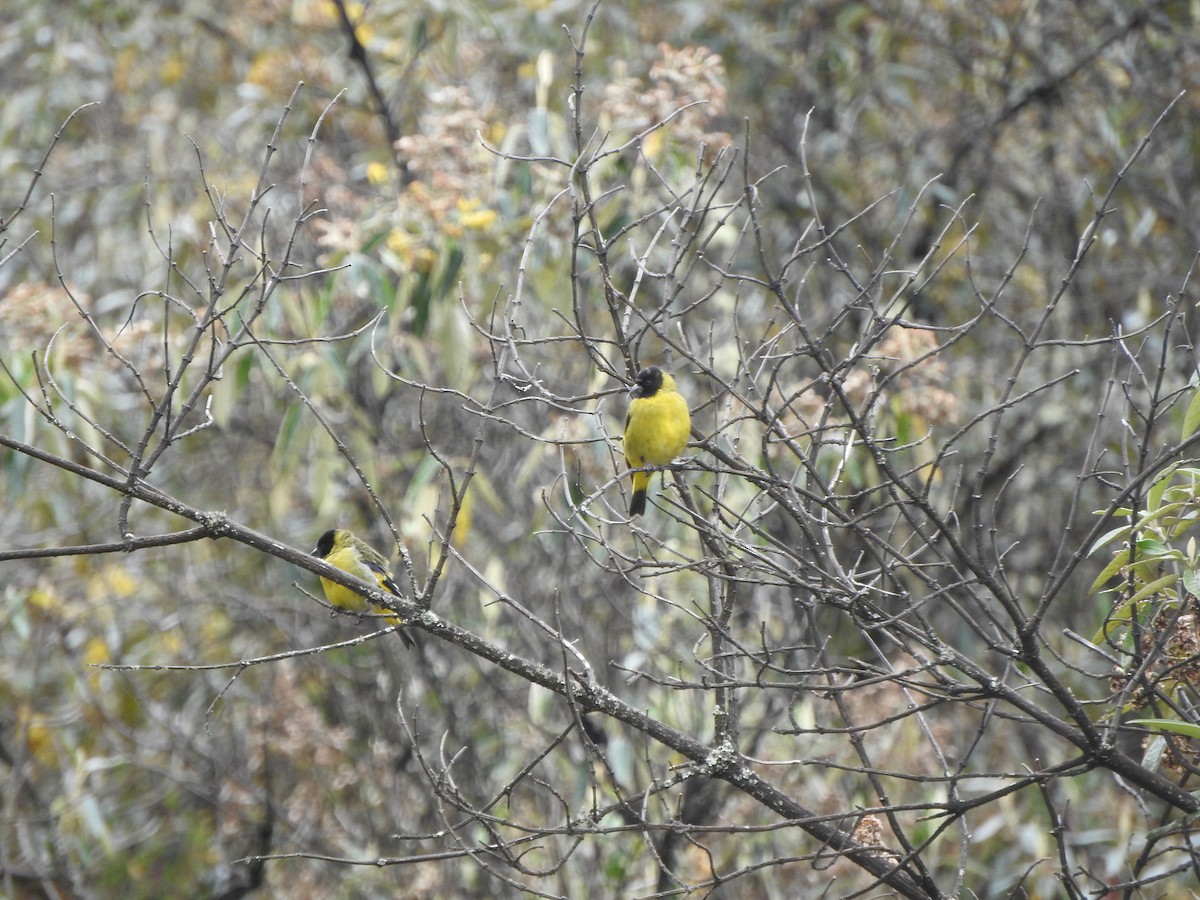 Thick-billed Siskin - ML644645295