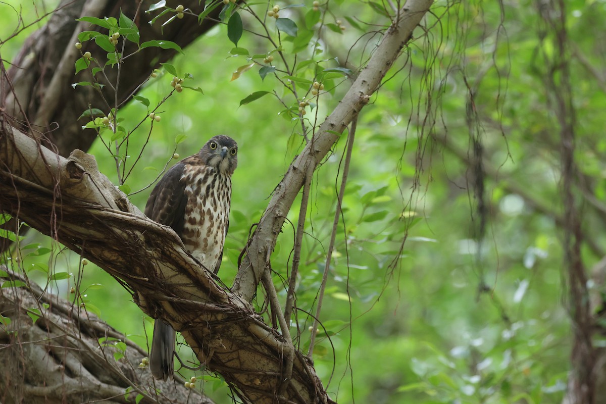 カンムリオオタカ - ML644645296