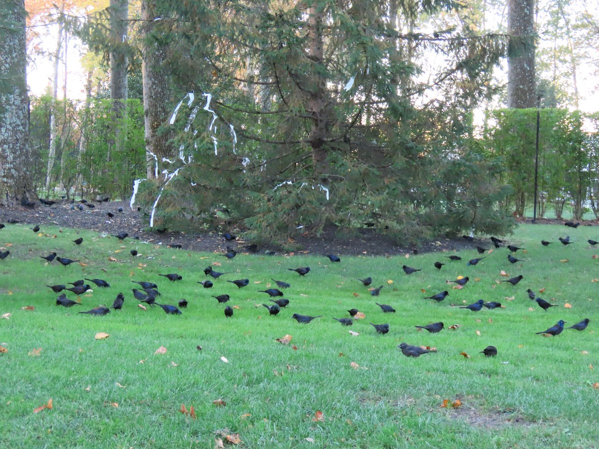 Common Grackle - ML644645297