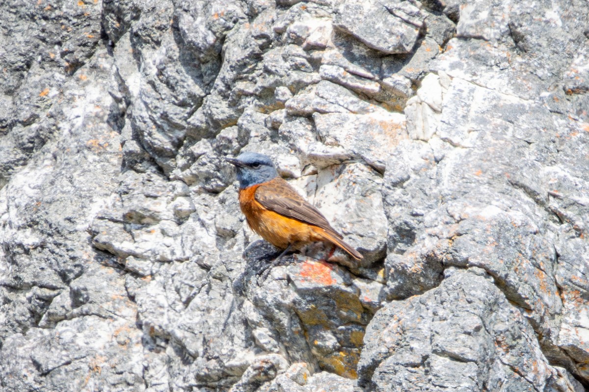 Cape Rock-Thrush - ML644645298