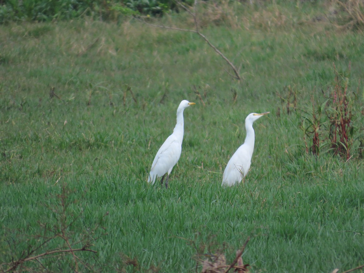 Eastern Cattle-Egret - ML644645300