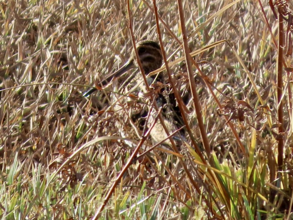 Wilson's Snipe - ML644645301